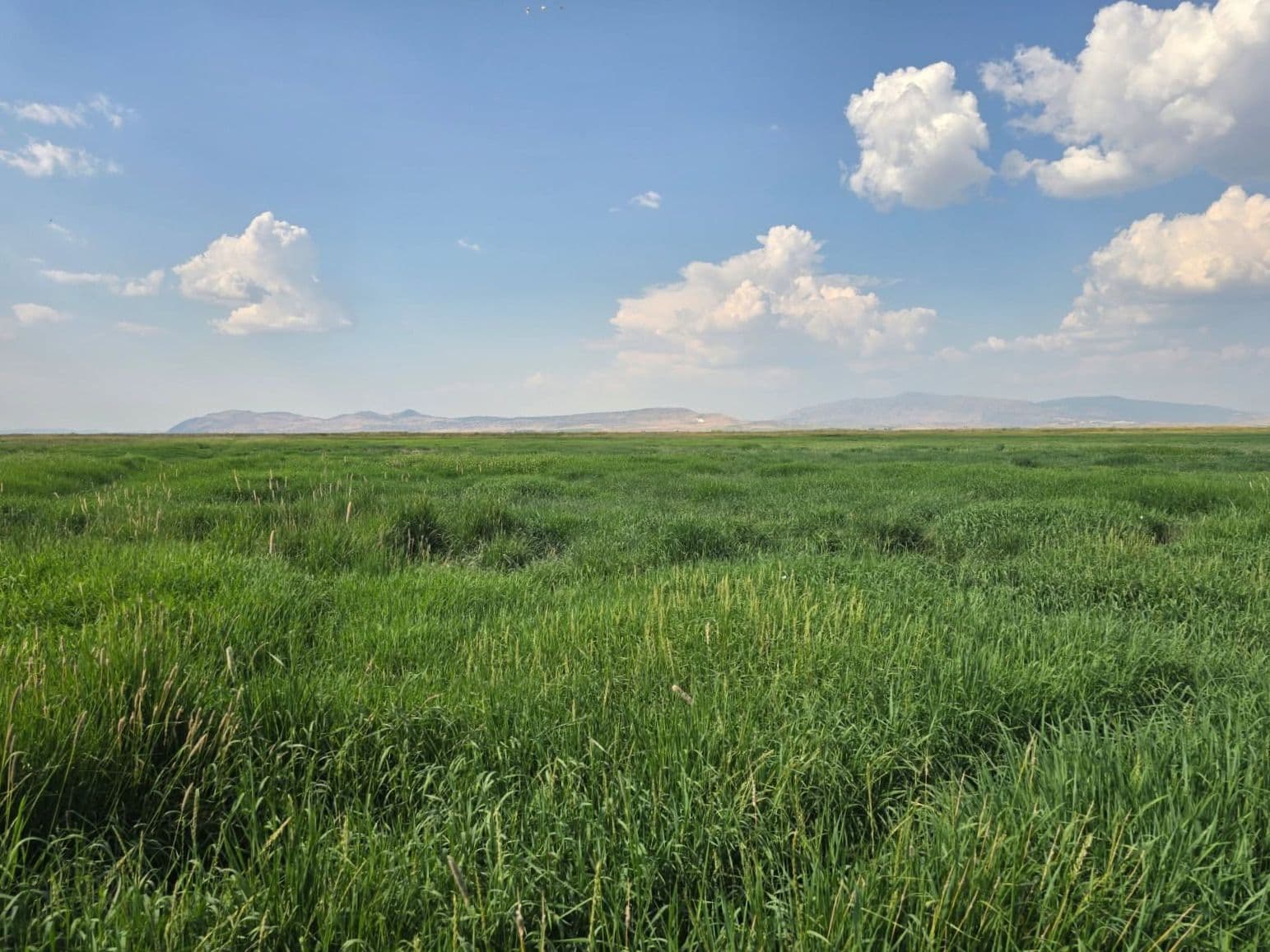 Cultivo Partners with Isometric on Newly Certified Improved Soil Management Protocol banner