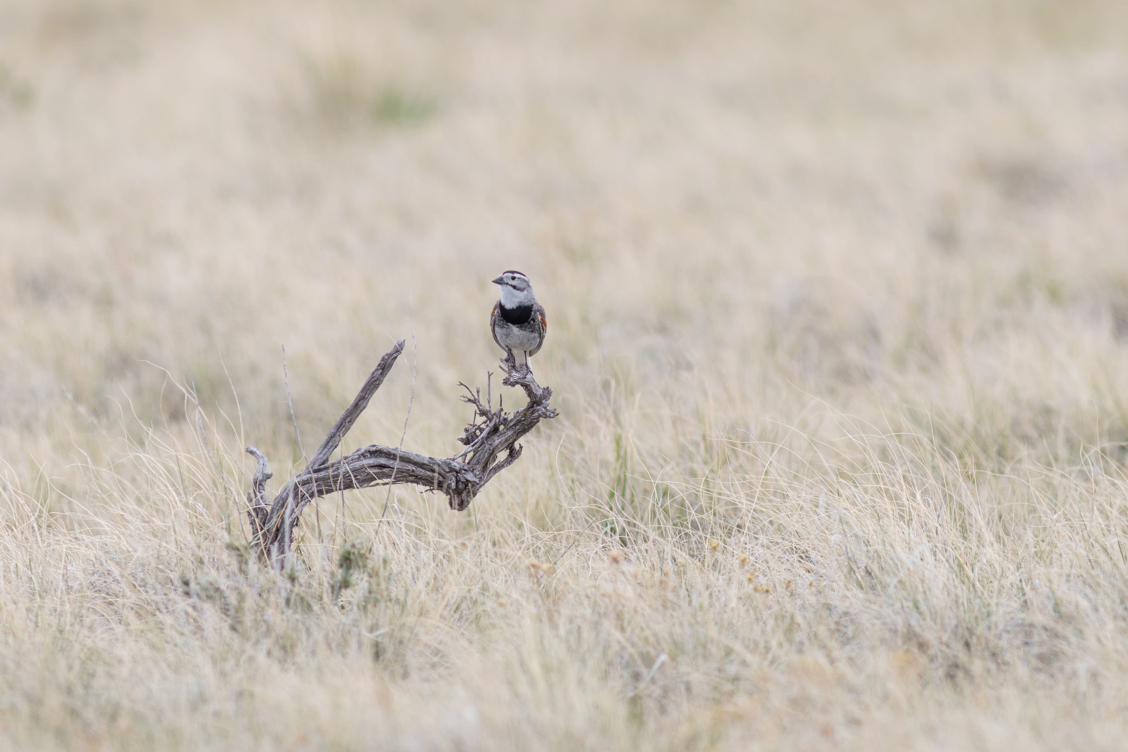 Beyond Carbon: Montana grassland biodiversity with Princeton Hydro banner